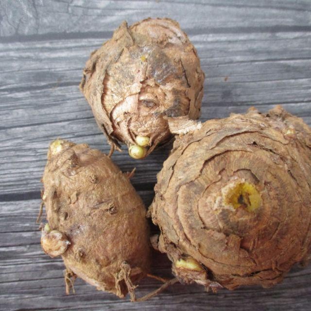 

NEW Temulawak Segar 100gram, Herbal Temulawak
