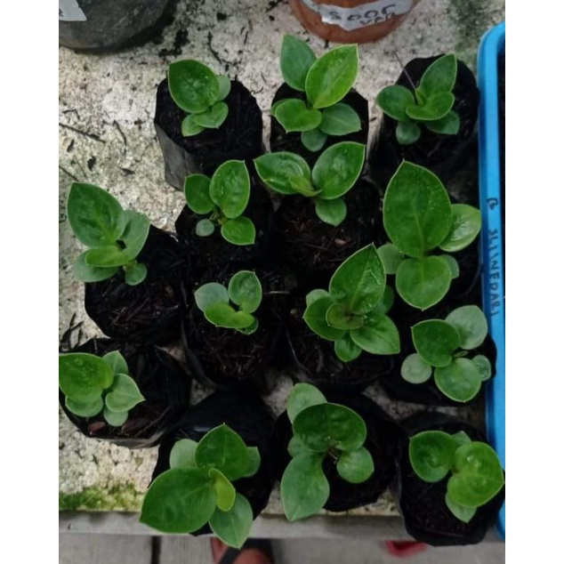 bibit jemani mangkok ijo