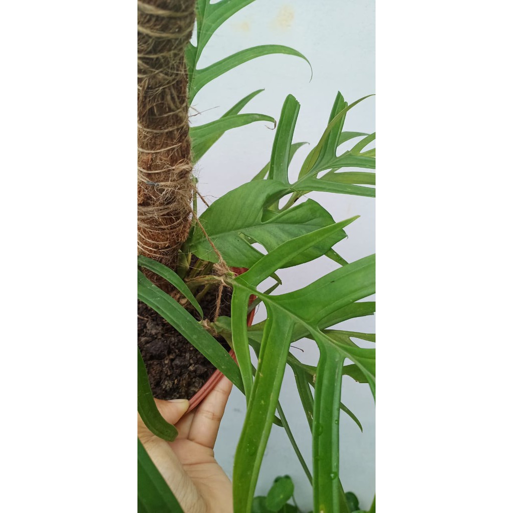 Rhaphidophora Tenuis