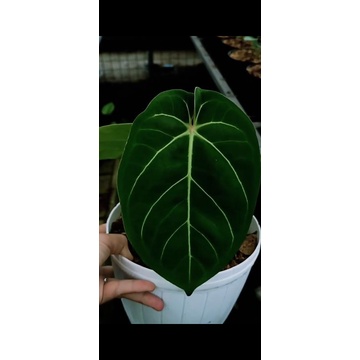anthurium dresslery x hoffmanii