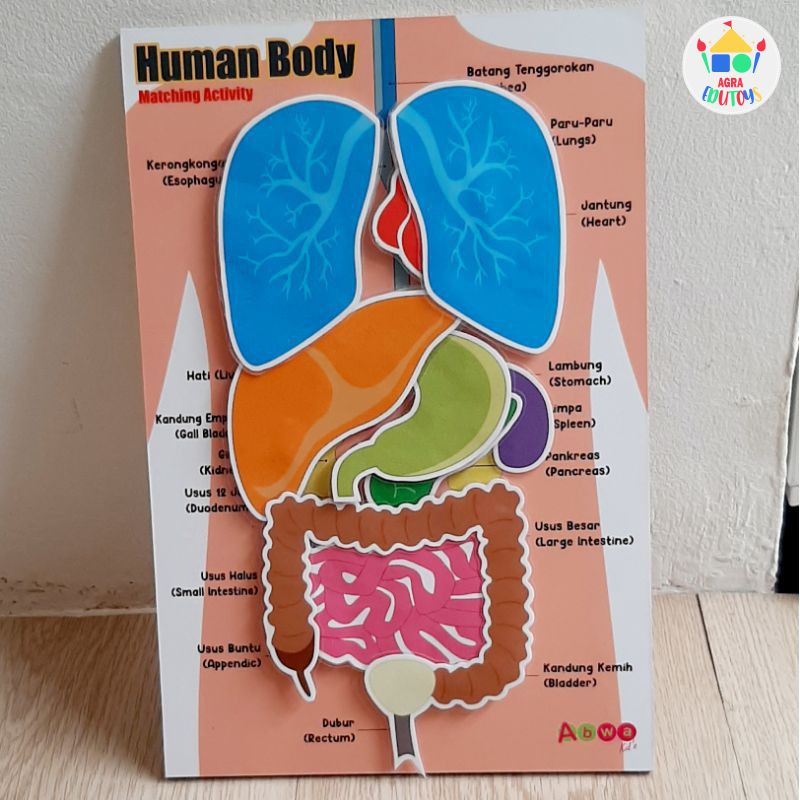 Jual Human Body Menempel Papan Belajar Mengenal Organ Tubuh