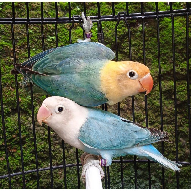 LOVE BIRD SEPASANG (BIOLA BLUE & BIOLA PB)