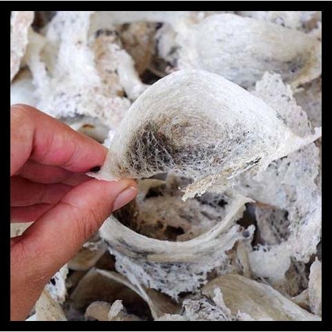 

DISKON TERBATAS !!! SARANG BURUNG WALET KOTOR TERLARIS