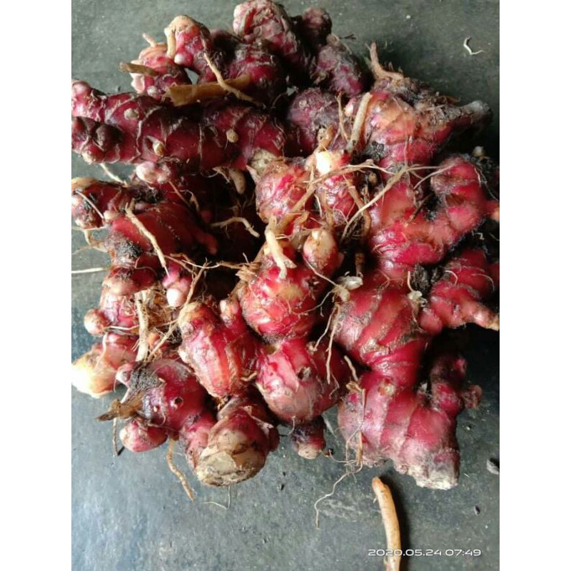 

jahe merah full tua