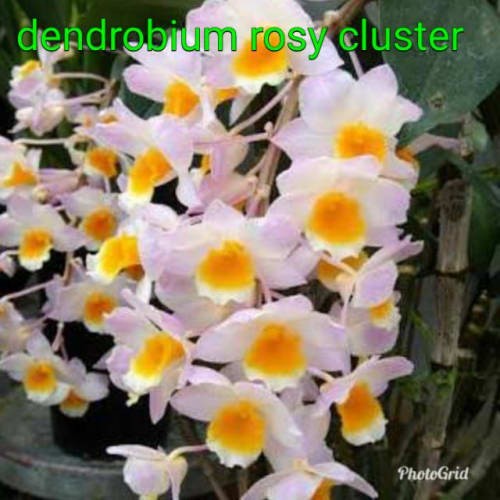 anggrek dendrobium rosy cluster rimbun dewasa dewasa