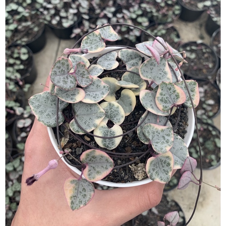 String of hearts Varigata (Tanaman merambat) Murah