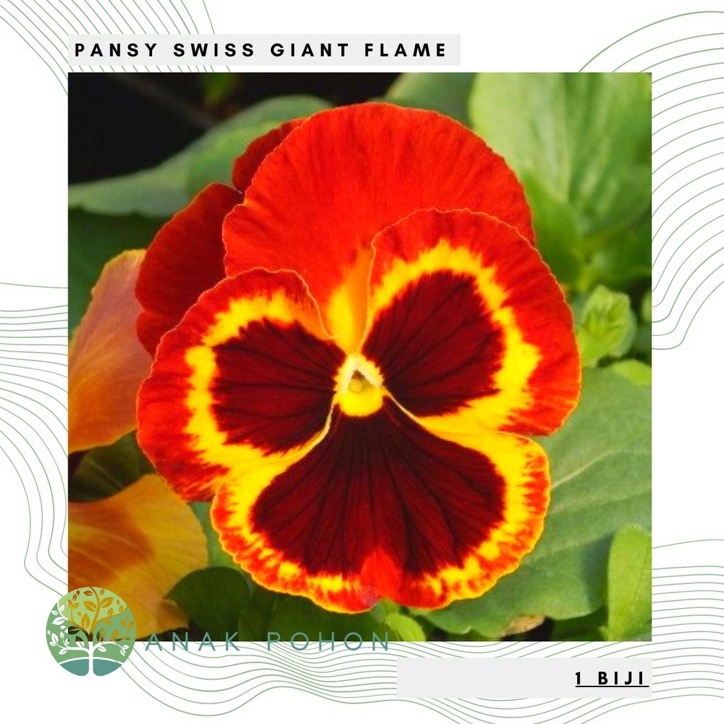 Benih Bibit Biji - Bunga Pansy Swiss Giant Flame Flower Seeds - IMPORT