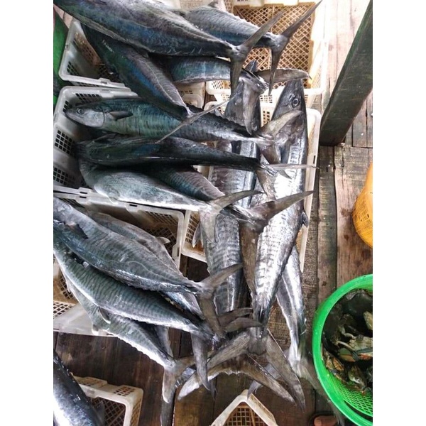 Ikan Tenggiri Segar Ekoran Hasil Laut Segar
