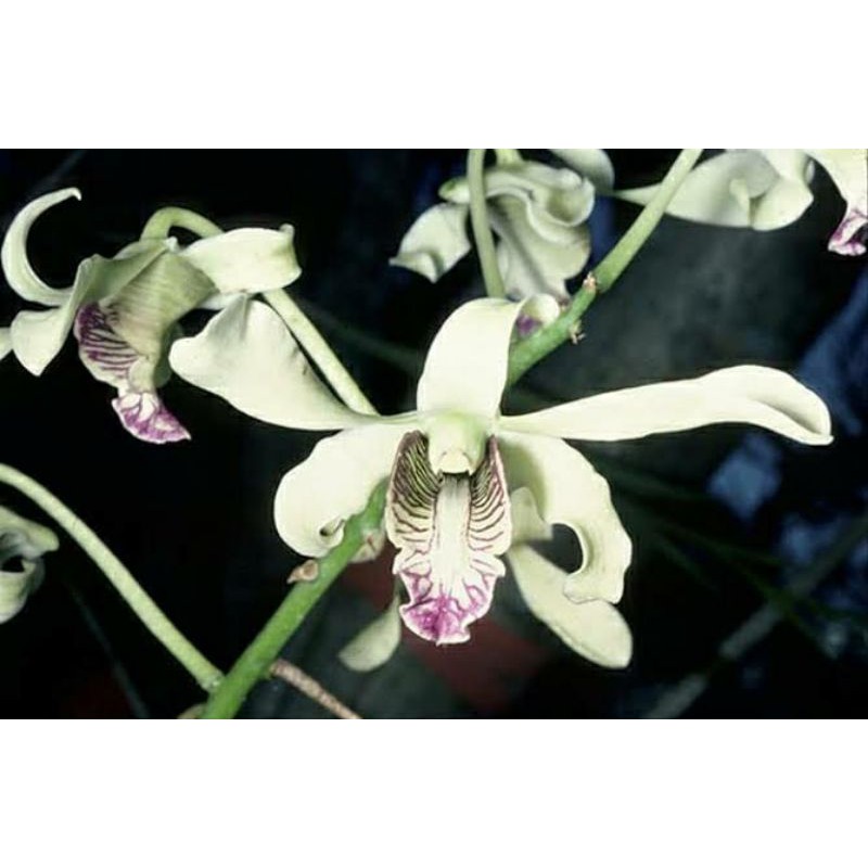 Jual bibit botolan tanaman spesies anggrek dendrobium wulainse