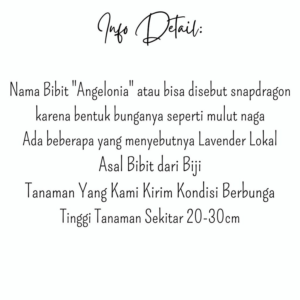 Bibit Tanaman Hias Bunga Lavender lokal Bunga Angelonia Cantik Kondisi Berbunga Bisa Pilih Warna