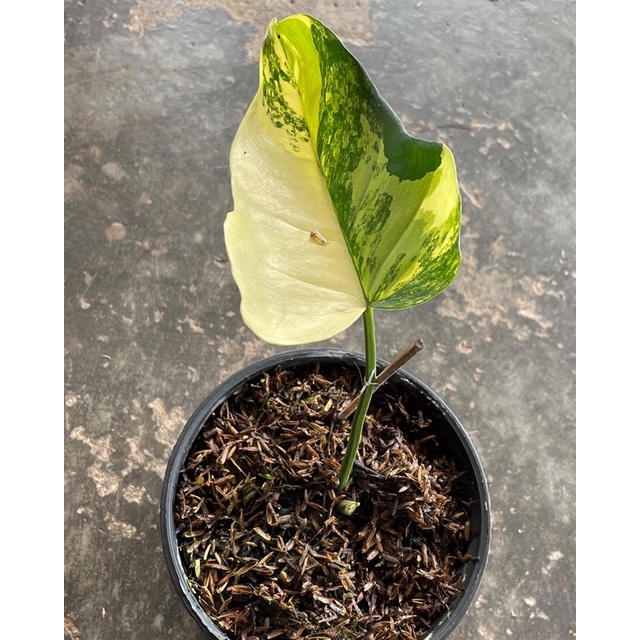 Violin Variegata [ekonomis]