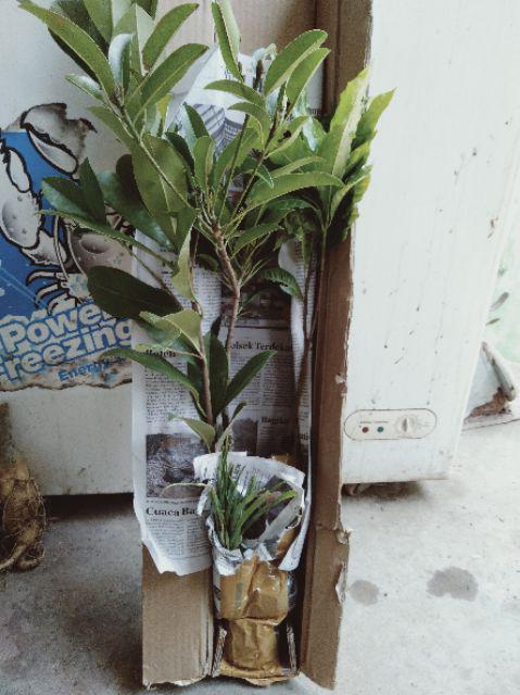 Bibit Tanaman Buah Sawo Kecik