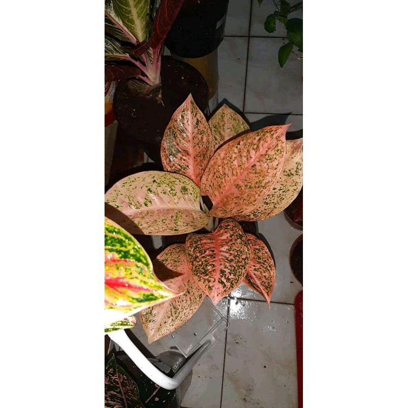 Aglonema Stardust Orange