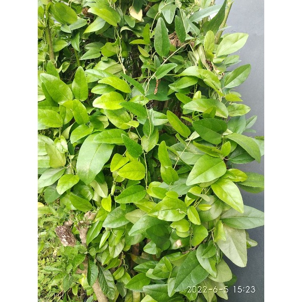 

daun cincau rambat jelly organik 1 lembar
