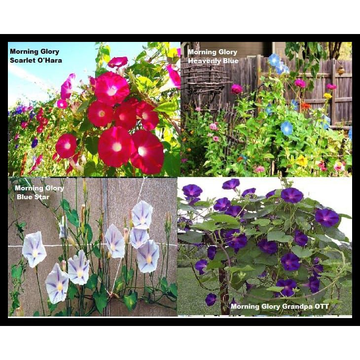 Amefurashi Bibit Bunga Cosmos Dwarf Mix Colour Mudah Tumbuh