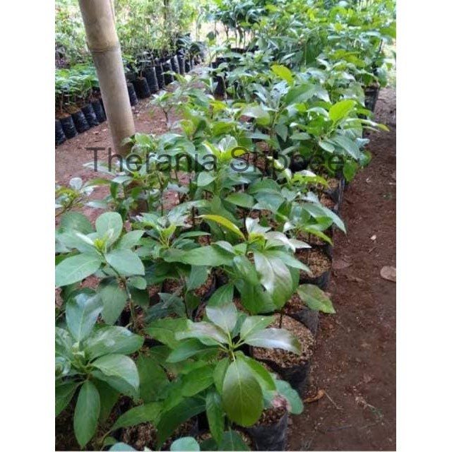 Alpukat kendil bibit alpukat kendil tambulampot