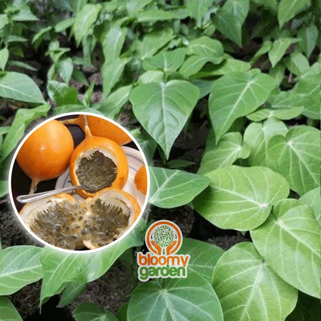 BIBIT MARKISA MANIS ORANGE