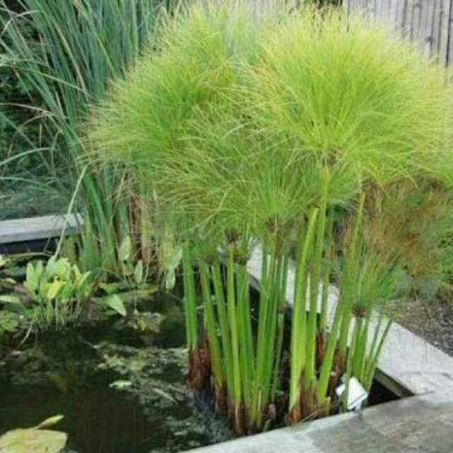 Tanaman Giant Papyrus