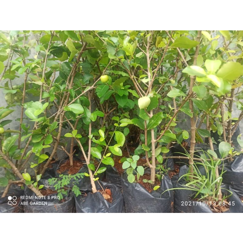 Sianci / cerry barbados