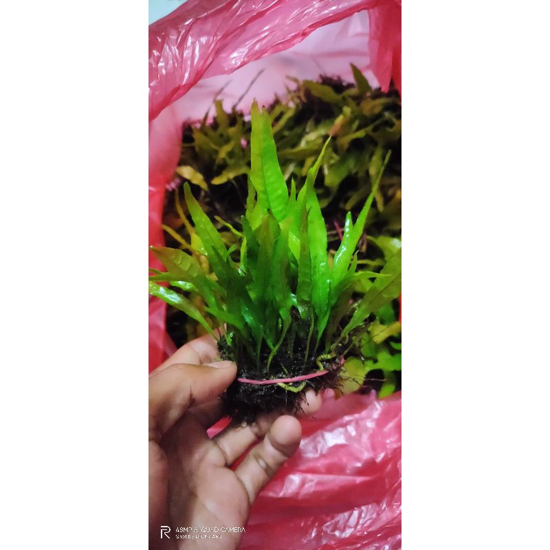 java fern kadaka