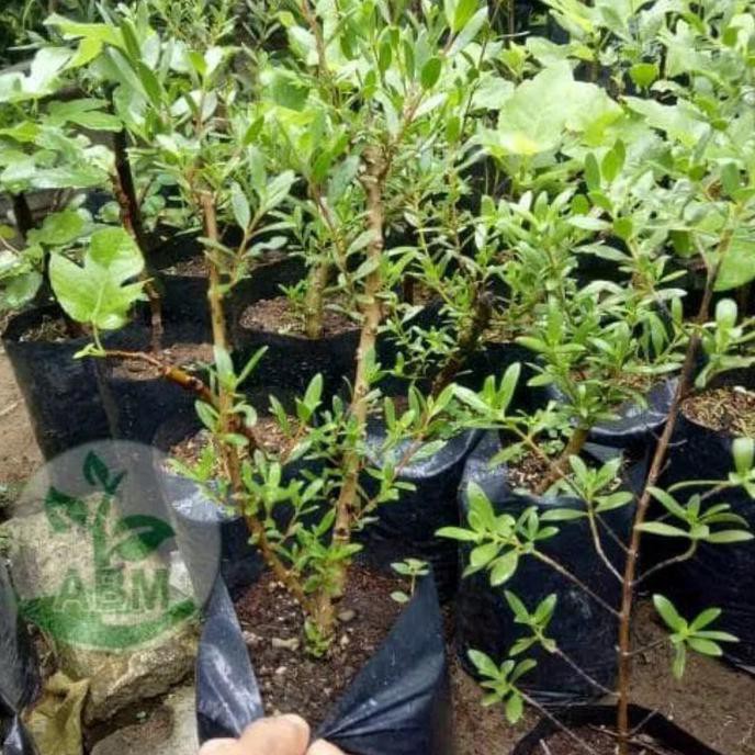 Bibit Tanaman Pohon Santigi Stigi Bahan Bonsai