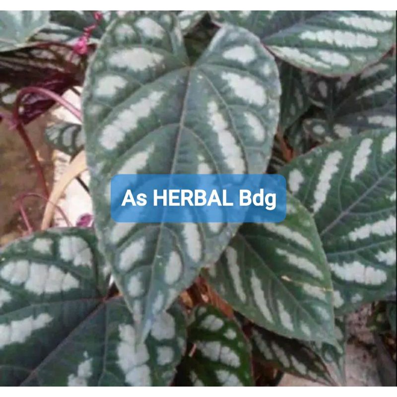 

Daun sirih keraton atau sirih raja segar 500 gram-az