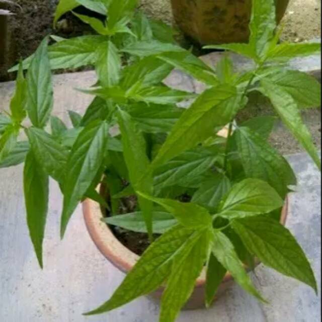 Daun Belalai Gajah Atau Daun Kalingsir 100gr Shopee Indonesia