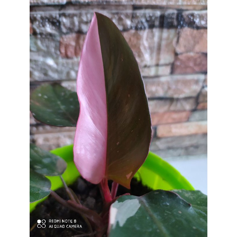 pink princess philodendron