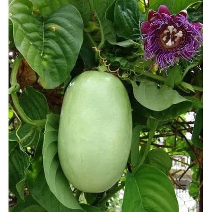 Bibit markisa jumbo - pohon markisa jumbo - erbis