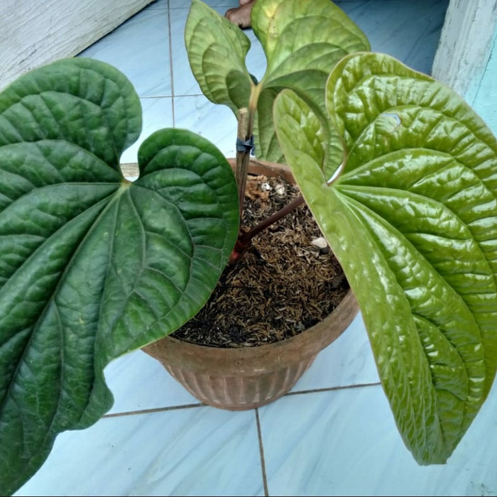 ANTHURIUM SIRIH | TANAMAN ANTHURIUM SIRIH BIG SIZE