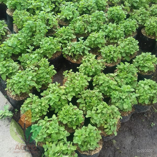 Tanaman Herbal Daun Mint