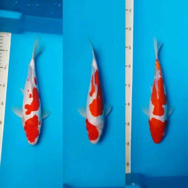 

ikan koi kohaku 1 pasang ukuran 16-20cm