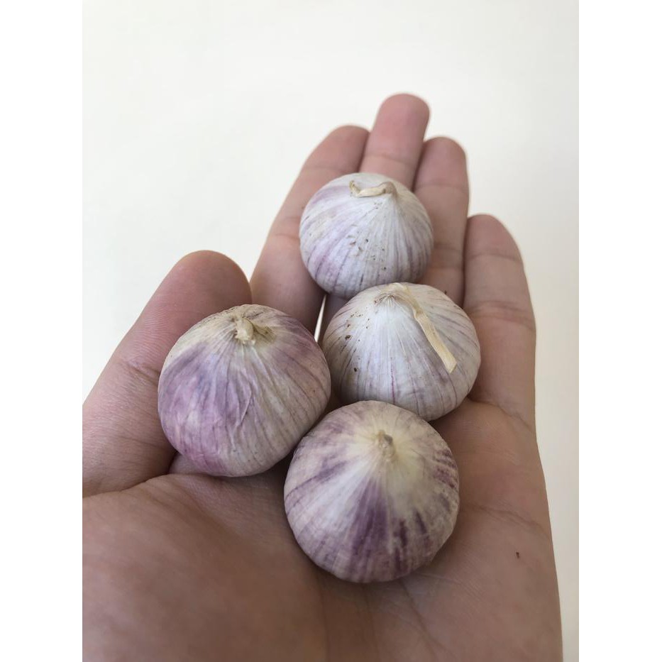 

BAWANG PUTIH TUNGGAL JUMBO 1KG - M