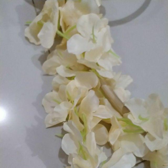 Wanflower Bunga Juntai Wisteria 2m * Champagne Muda