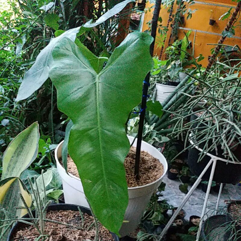 philodendron 1daun