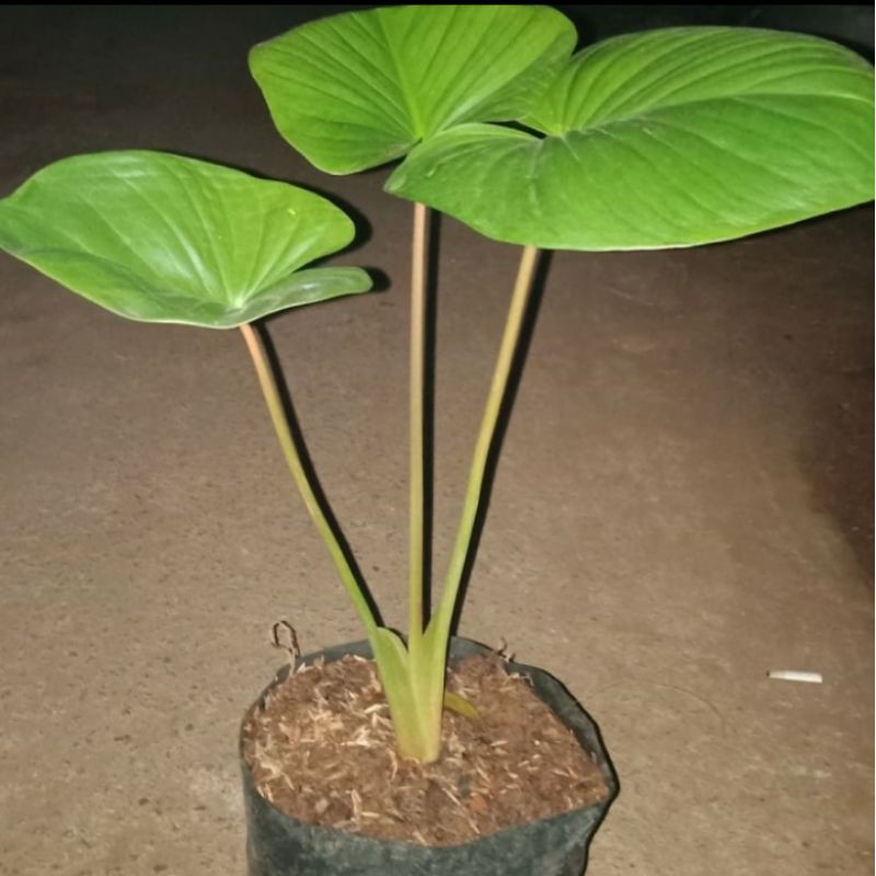 tanaman hias keladi hamalomena
