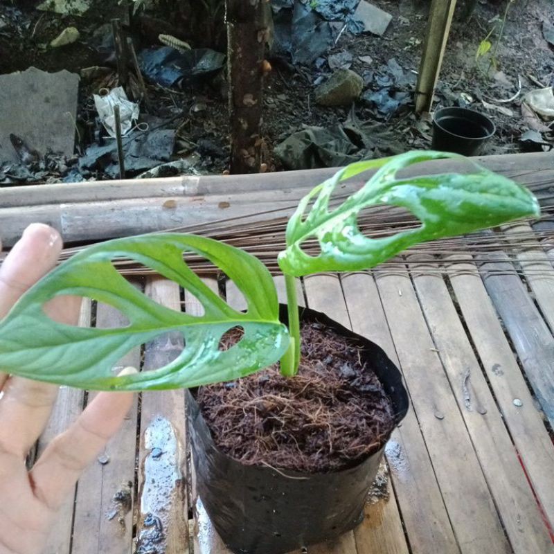 janda bolong - tanaman monstera - tanaman janda bolong - pohon janda bolong