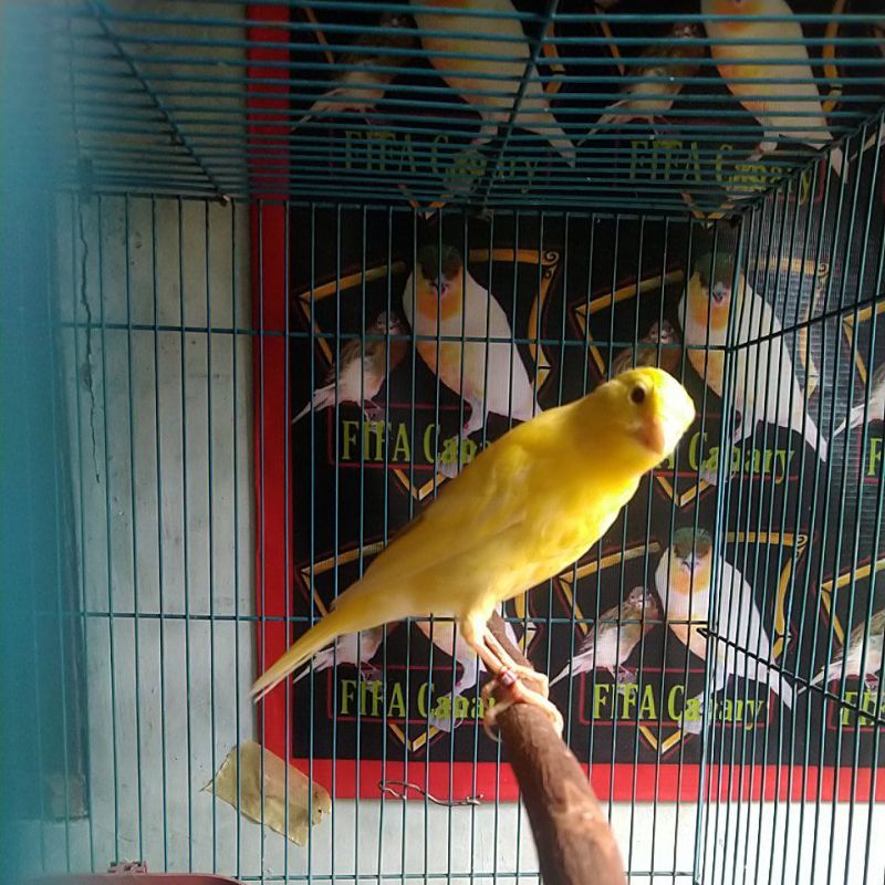 kenari AF  bahan jantan