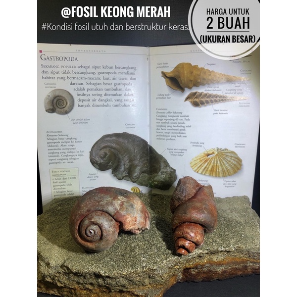 Fosil Keong Merah B97 atau Fosil Kerang Natural atau Fosil Gastropoda Air