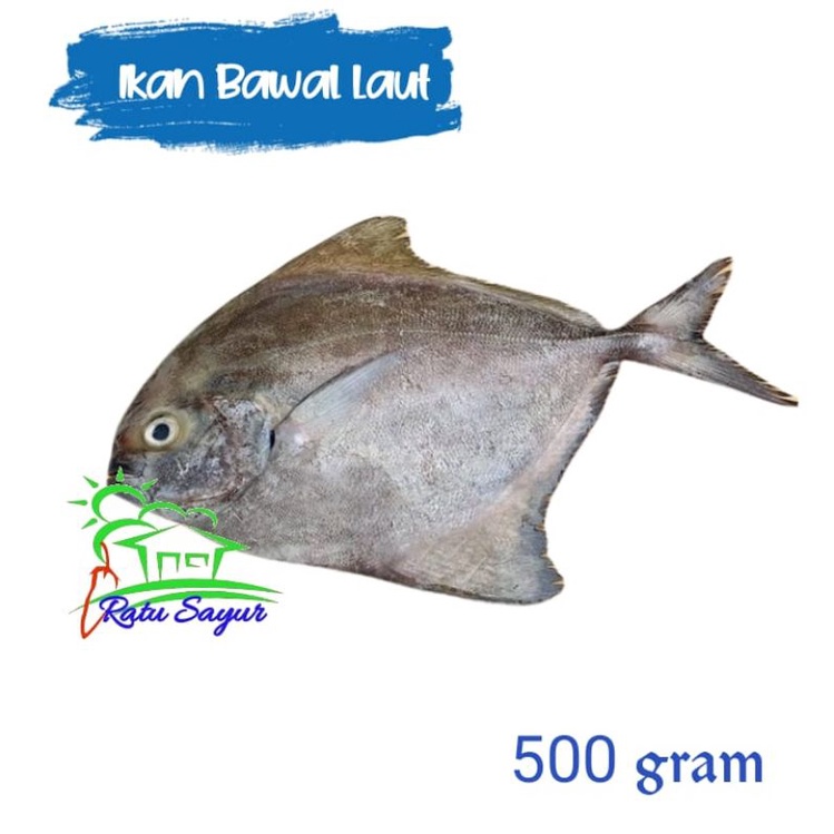 

ikan bawal laut