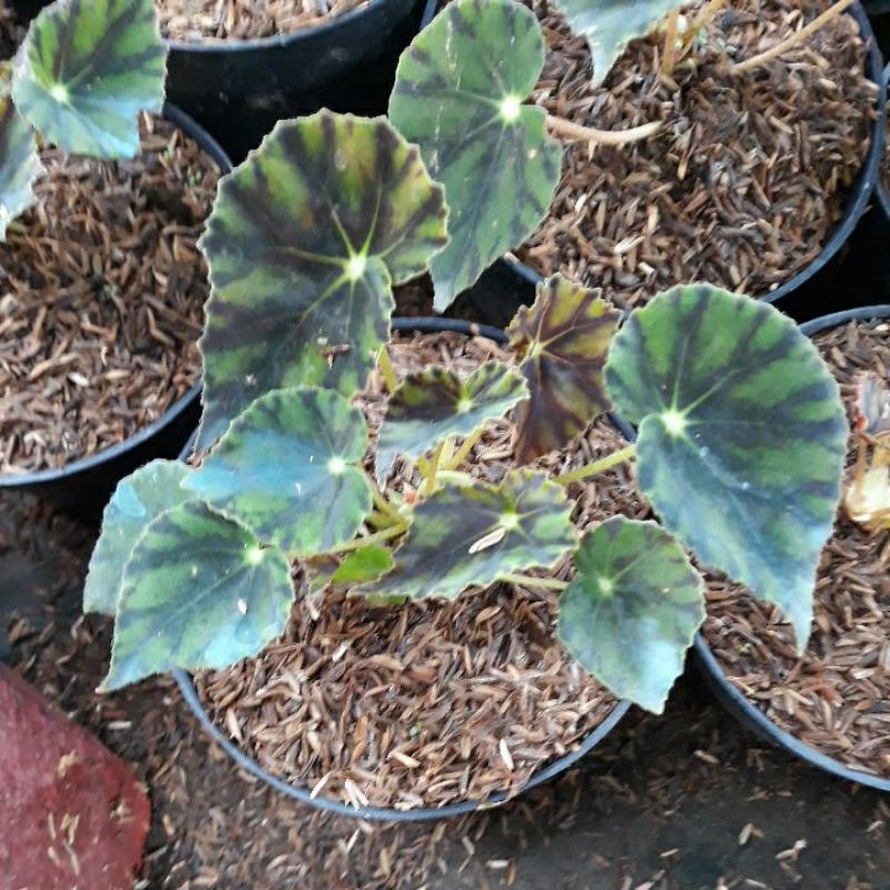 begonia macan