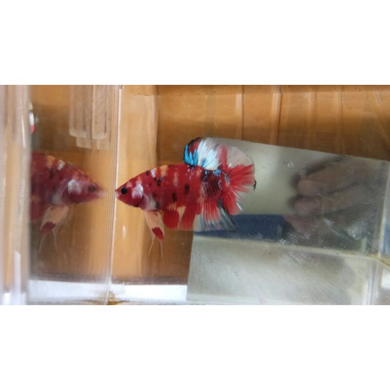 

Promo male giant 5 ekor