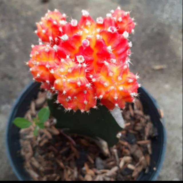 Kaktus gymno import grafting 04