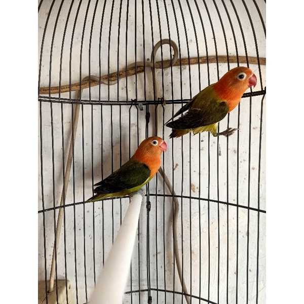 Burung Lovebird/LB/lakbet jenis BIOLA GREEN mandiri/dewasa