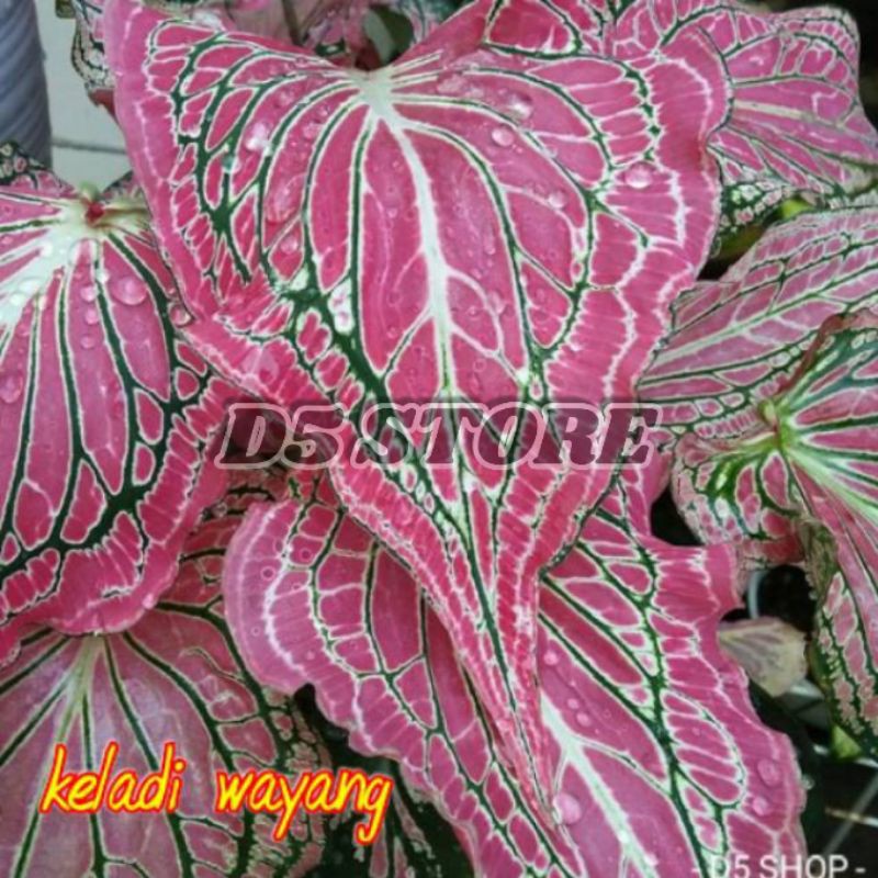 Keladi Caladium Keladi wayang Tanaman keladi Tanaman hias caladium Tanaman hias keladi keladi wayang