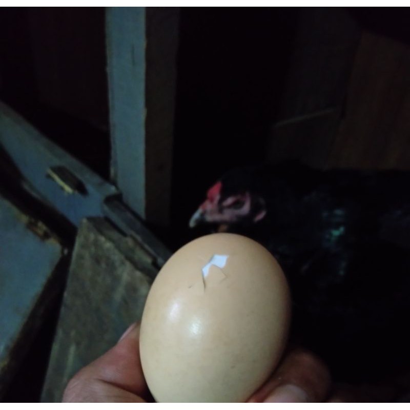 

telur ayam Bangkok khoytrad import aduan super lock