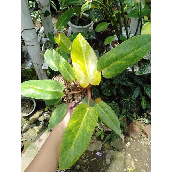 Philodendron Painted Lady