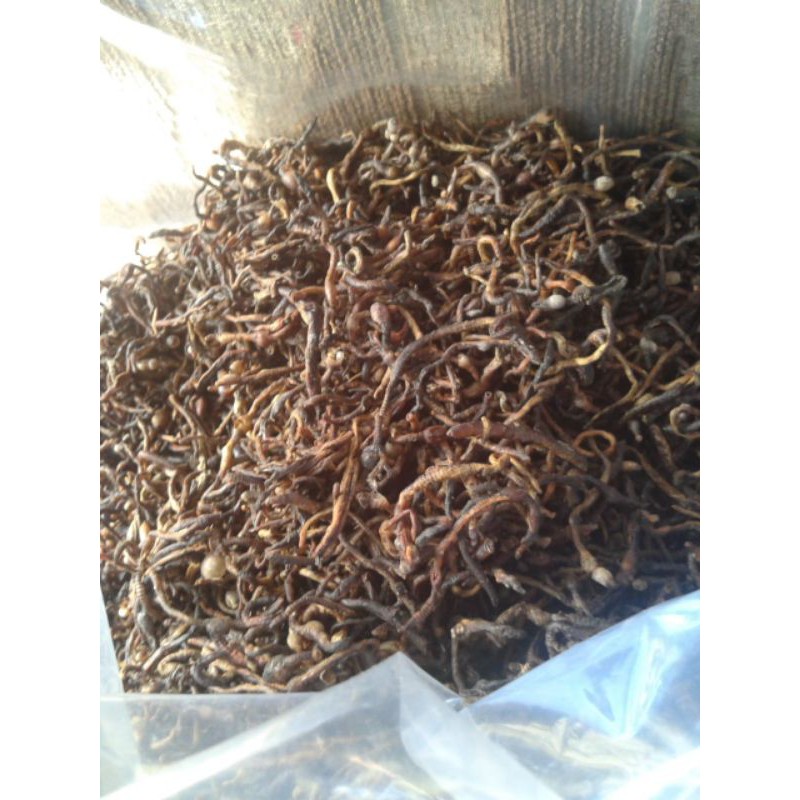 

Cacing kering lumbricus terbaik dan terjamin asli 1000gr