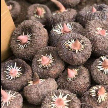 BIBIT UMBI PORANG 1KG ISI 3-6