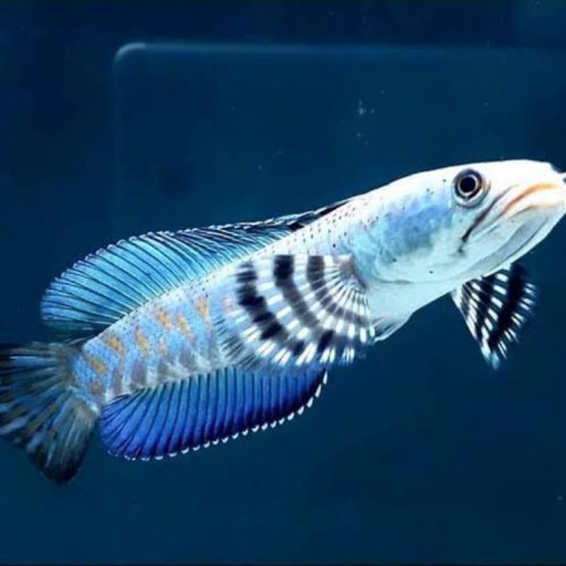 

ikan chana blue pulcra 6 7 8 cm gondrong